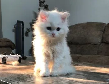 Persian cat long coat