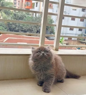 Traditional Persian Male Female Kitten