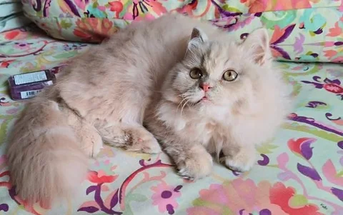 PURE PERSIAN CAT