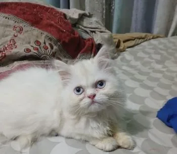 মেল ফিমেল পারসিয়ান