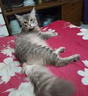 পার্শিয়ান ক্যাট