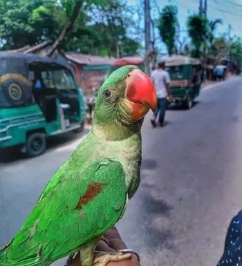 ইন্ডিয়ান রিংনেক