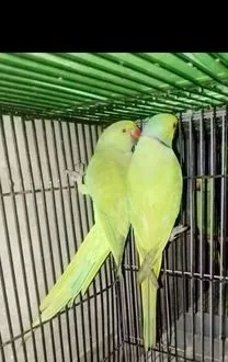 ইন্ডিয়ান রিংনেক টিয়া