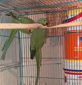 টিয়া পাখি