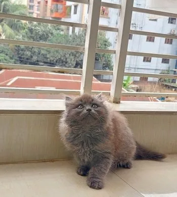 Persian Kitten