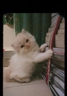 persian kitten