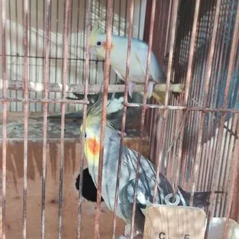 Cockatail Budgriger