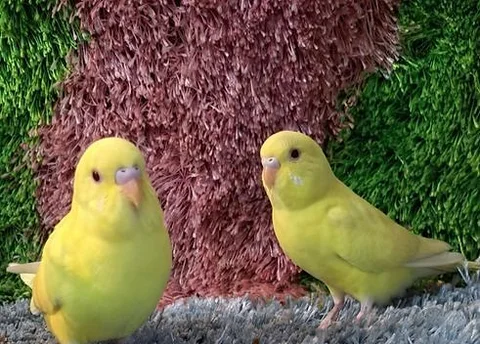 Budgrigar semi Adult pair for sale...