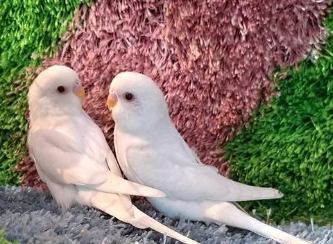 Budgrigar pair