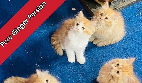 Pure Ginger Cat