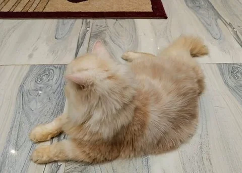 Persian Cat