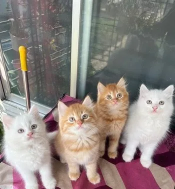 Persian Cat