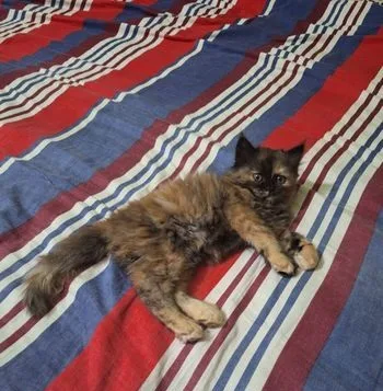 Persian Doll Face Cat
