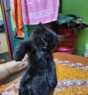 persian cat doll face