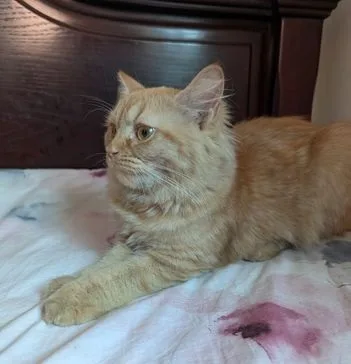 Persian Cat