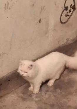 Persian Cat Triple Coat
