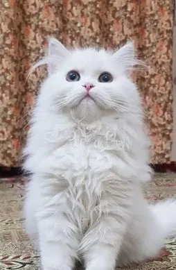 Persian triple coat cat