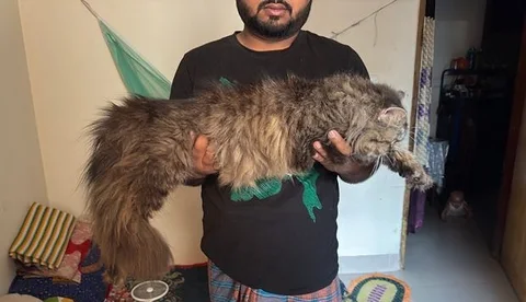 persian cat priple coat