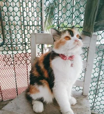 Adult Calico Female