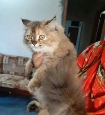 Parsian Cat Female