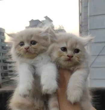 persian cat
