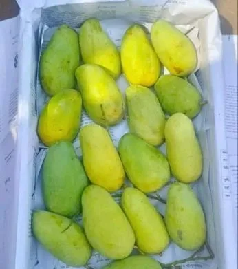 কাটিমন আম