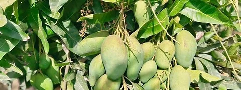অসময়ের কাঁচা আম
