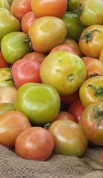কাচামাল সবজি বিক্রি হবে