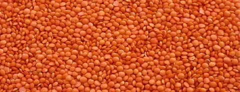 মসুর ডাল