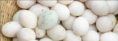 পাইকারি দেশি হাসের ডিম