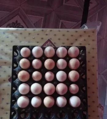 দেশি মুরগির ডিম
