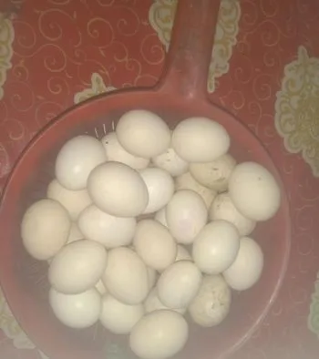 ওরজিনাল দেশি মুরগির ডিম