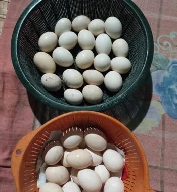 দেশি মুরগির ডিম