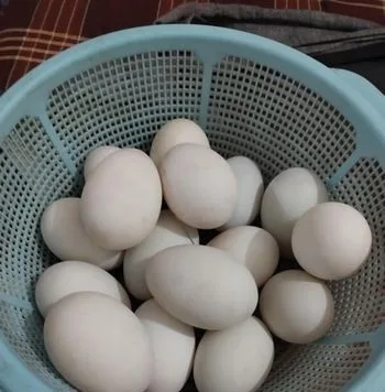 পাতি হাসের ডিম