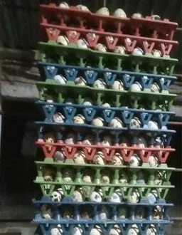 কোয়েলের ডিম