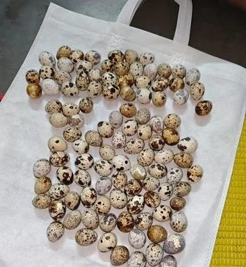 কোয়েল পাখির ডিম