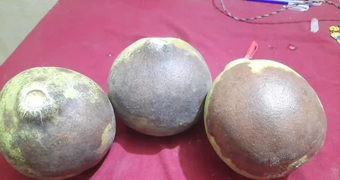 গাছ পাকা বেল