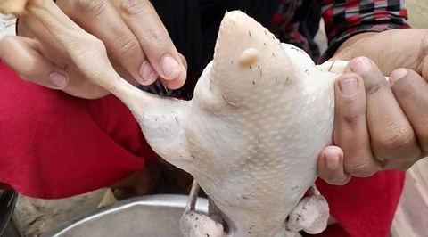 পাতি হাস চিনা