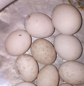 চিনার হাসের ডিম