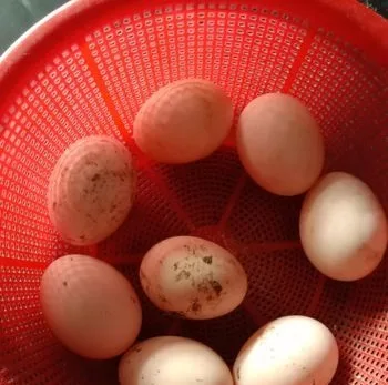 চিনি হাসের ডিম