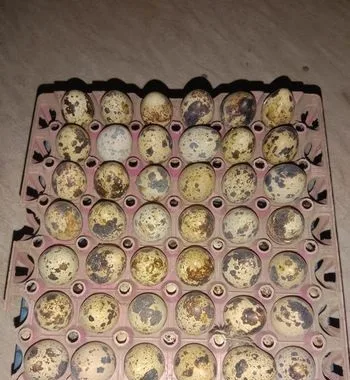 কোয়েল পাখির ডিম