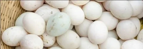 হাসের ডিম