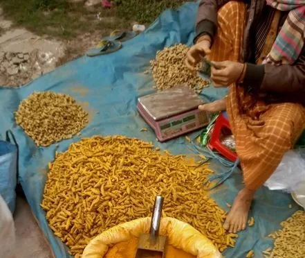 হলুদ মরিচের গুঁড়া