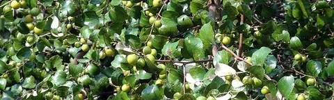 বরই বিক্রি
