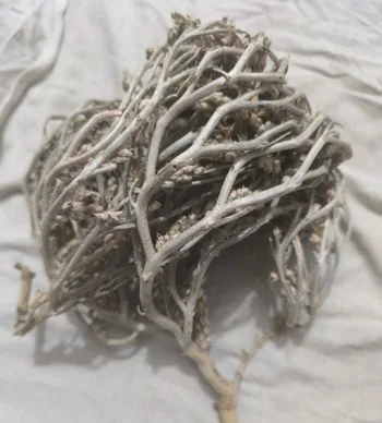 মরিয়ম ফুল