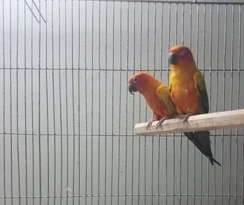 রানিং সান কনুর
