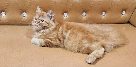 Persian Cat