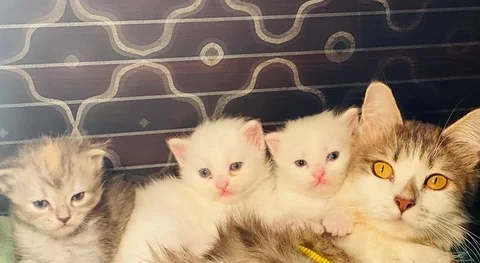 Persian Cat