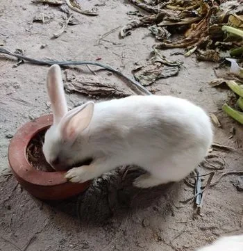 খরগোশ