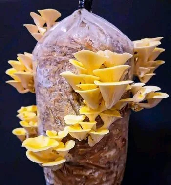 মাশরুম